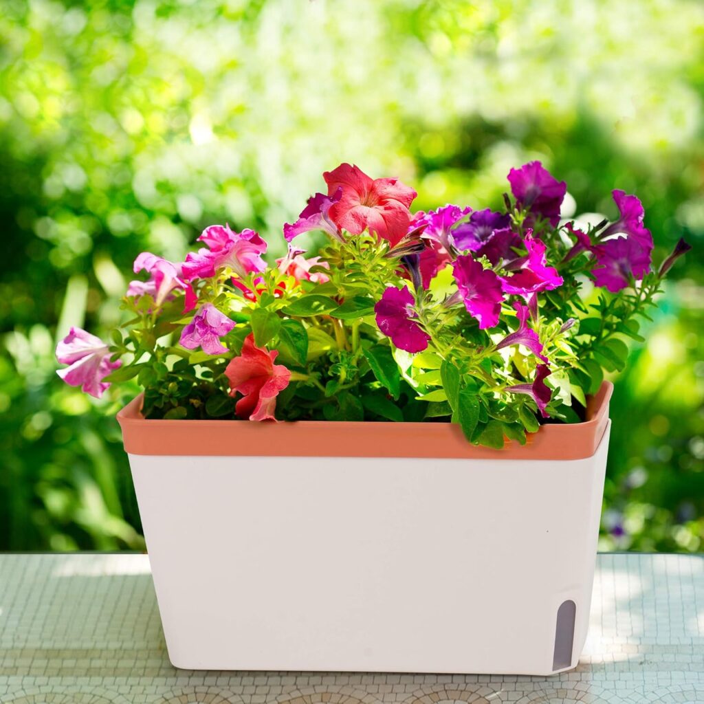 Window Boxes